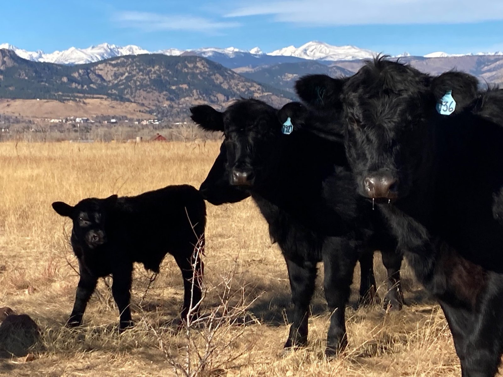 Ranch life