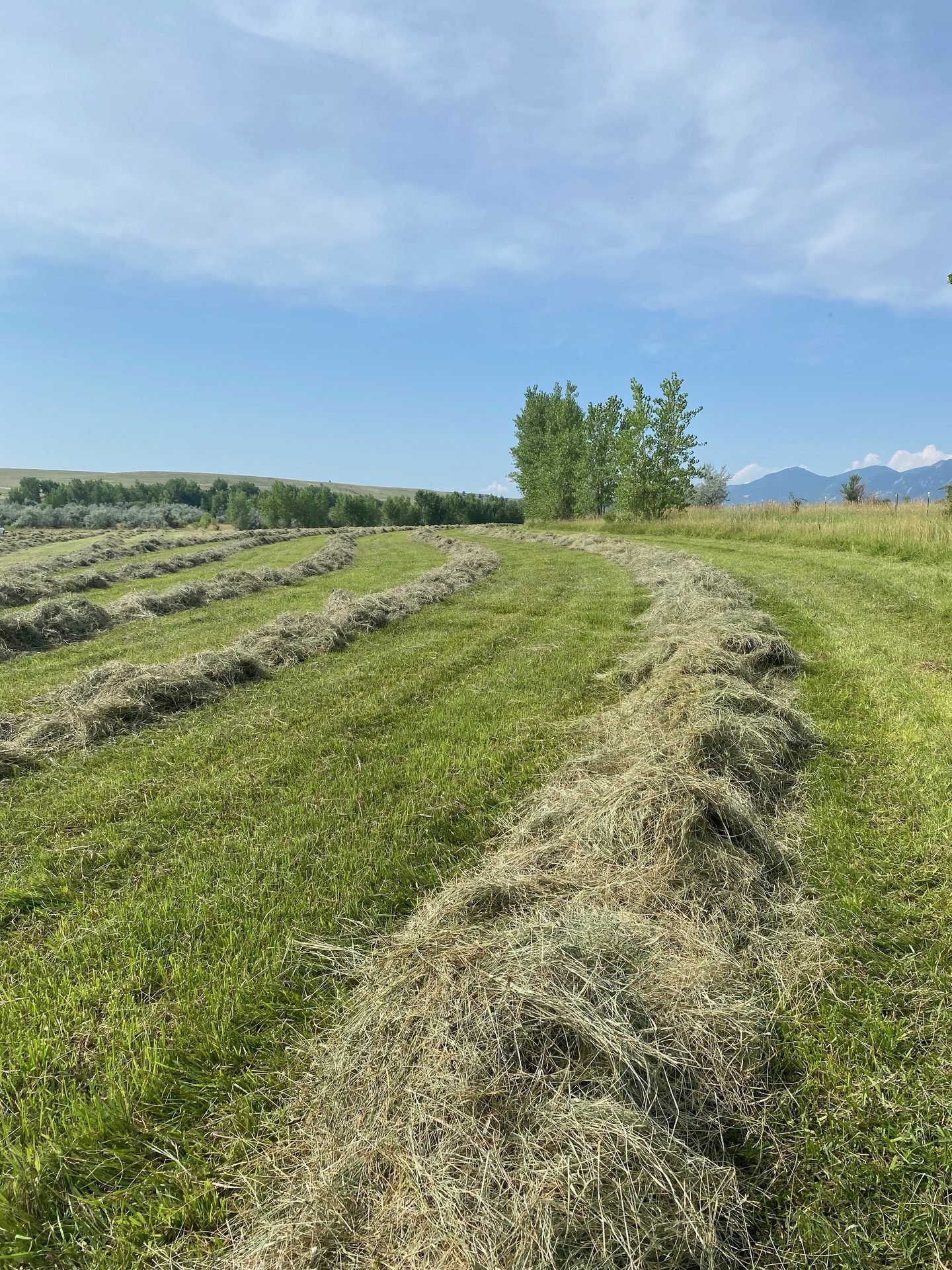 Windrows